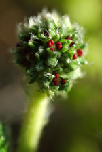 Acaena pinnatifida var. californica