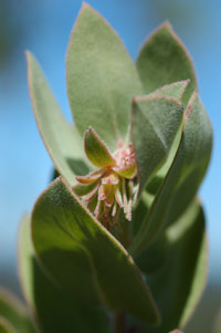 Arctostaphylos glutinosa