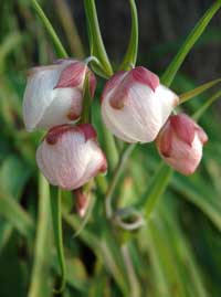 Calochortus albus (nanistic form)