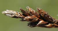 Carex forma imperfecta