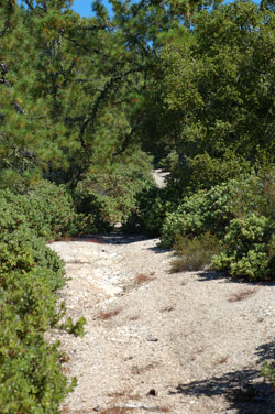 Chalks mudstone, manzanitas, and pines