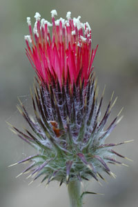 Cirsium occidentale var. venustum