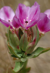 Clarkia purpurea subsp. purpurea