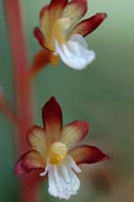 Corallorhiza maculata var. occidentalis