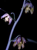 Fritillaria affinis