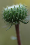 Grindelia hirsutula