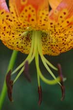 Lilium pardalinum subsp. pardalinum