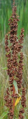 Rumex occidentalis