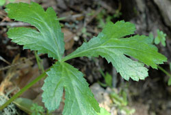 Sanicula hoffmannii