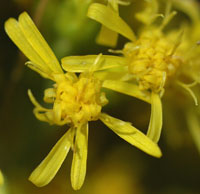 Solidago velutina subsp. californica