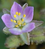 Spergularia macrotheca